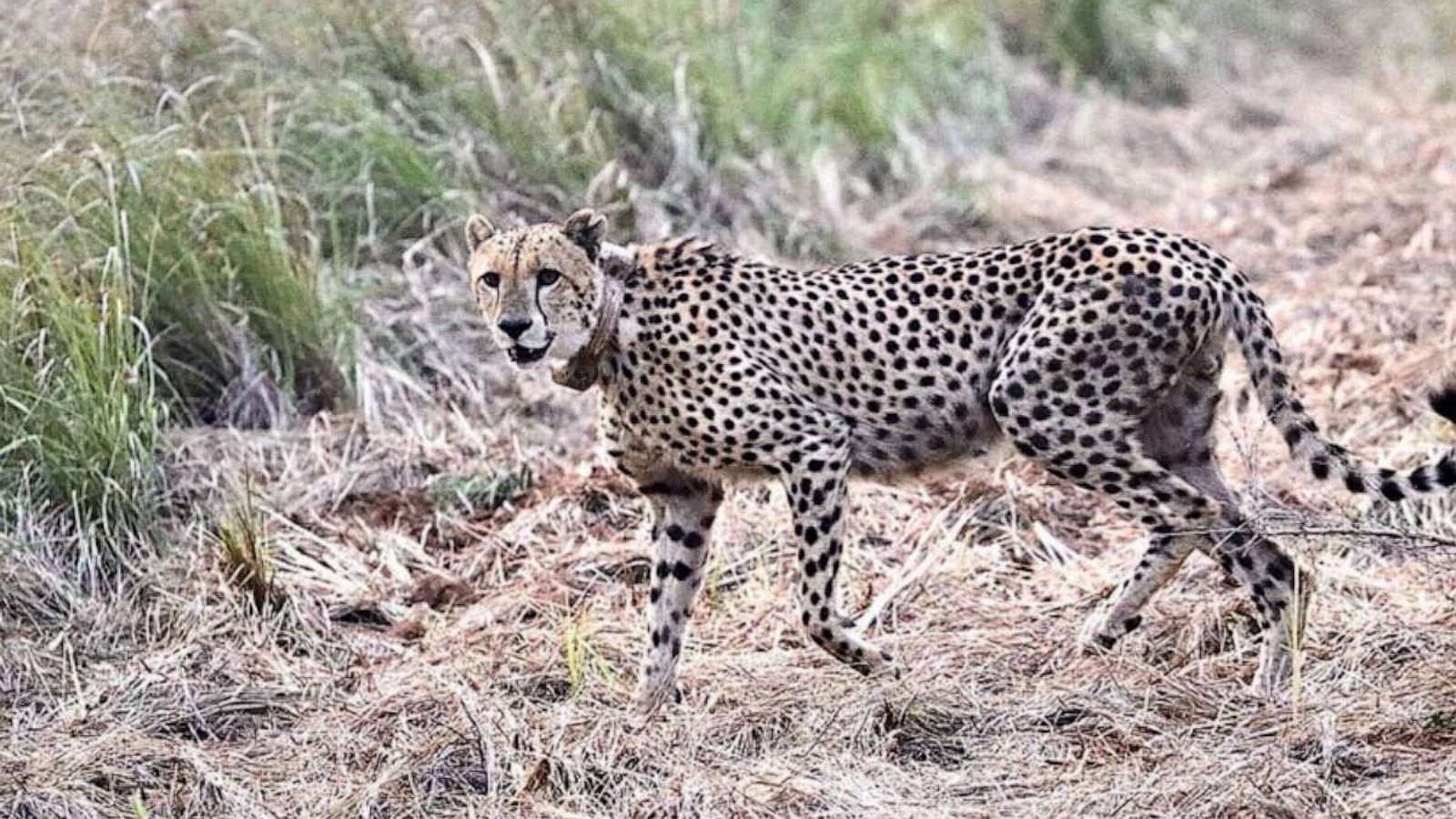 100 cheetahs sent to India from South Africa in attempt to repopulate the  species - ABC News