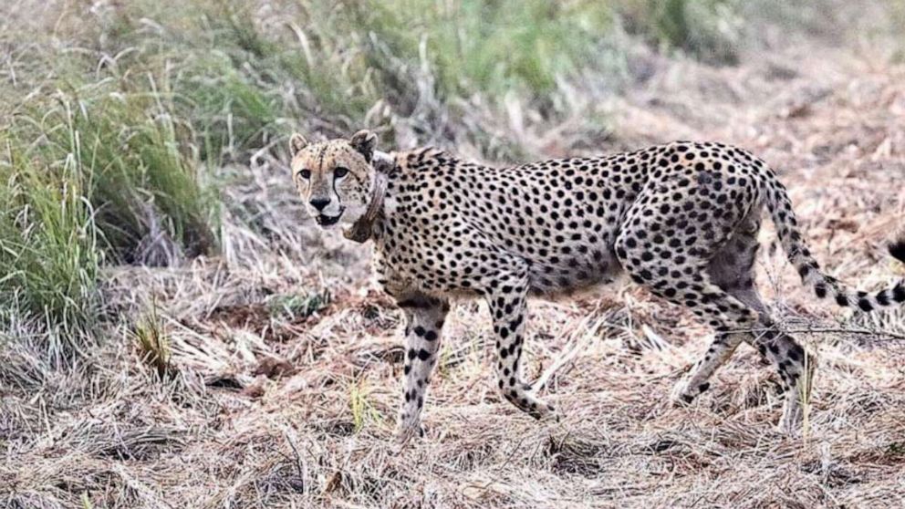 100 cheetahs sent to India from South Africa in attempt to repopulate the  species - ABC News