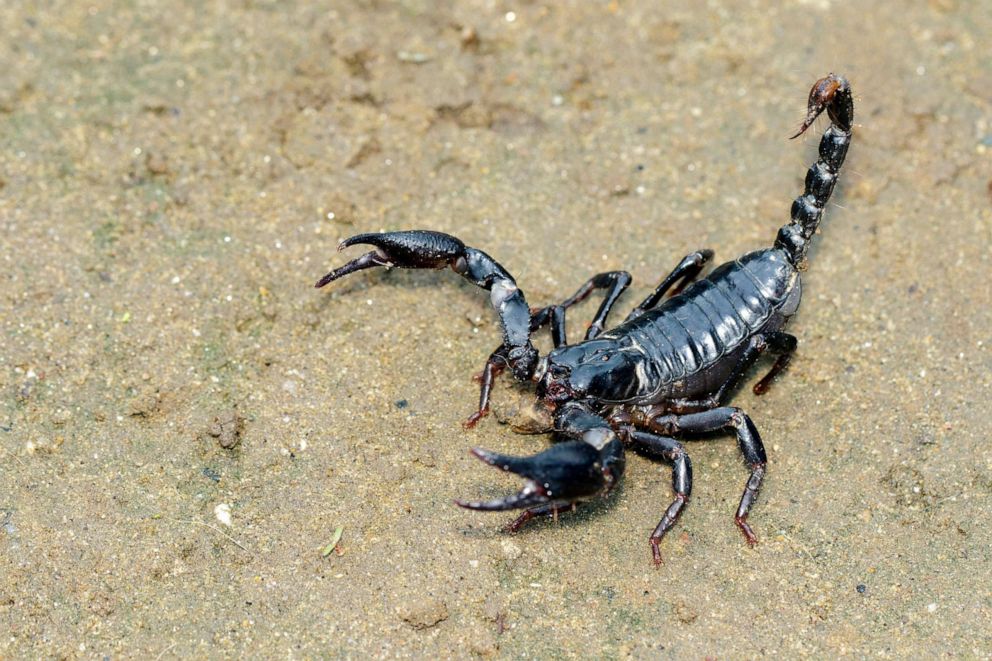 PHOTO: In this undated file photo, an emperor scorpion (Pandinus imperator) is shown.