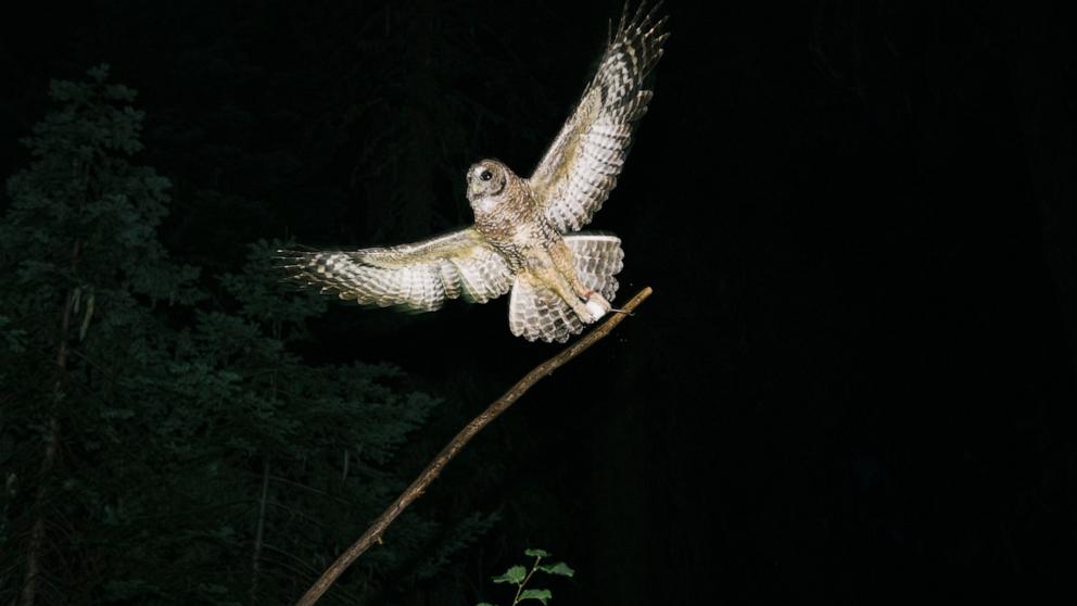 PHOTO: A female northern spotted owl catches a mouse on a stick held by Mark Higley, wildlife biologist for the Hoopa Valley Tribe on the Hoopa Valley Reservation in Northern California, Aug. 28, 2024.