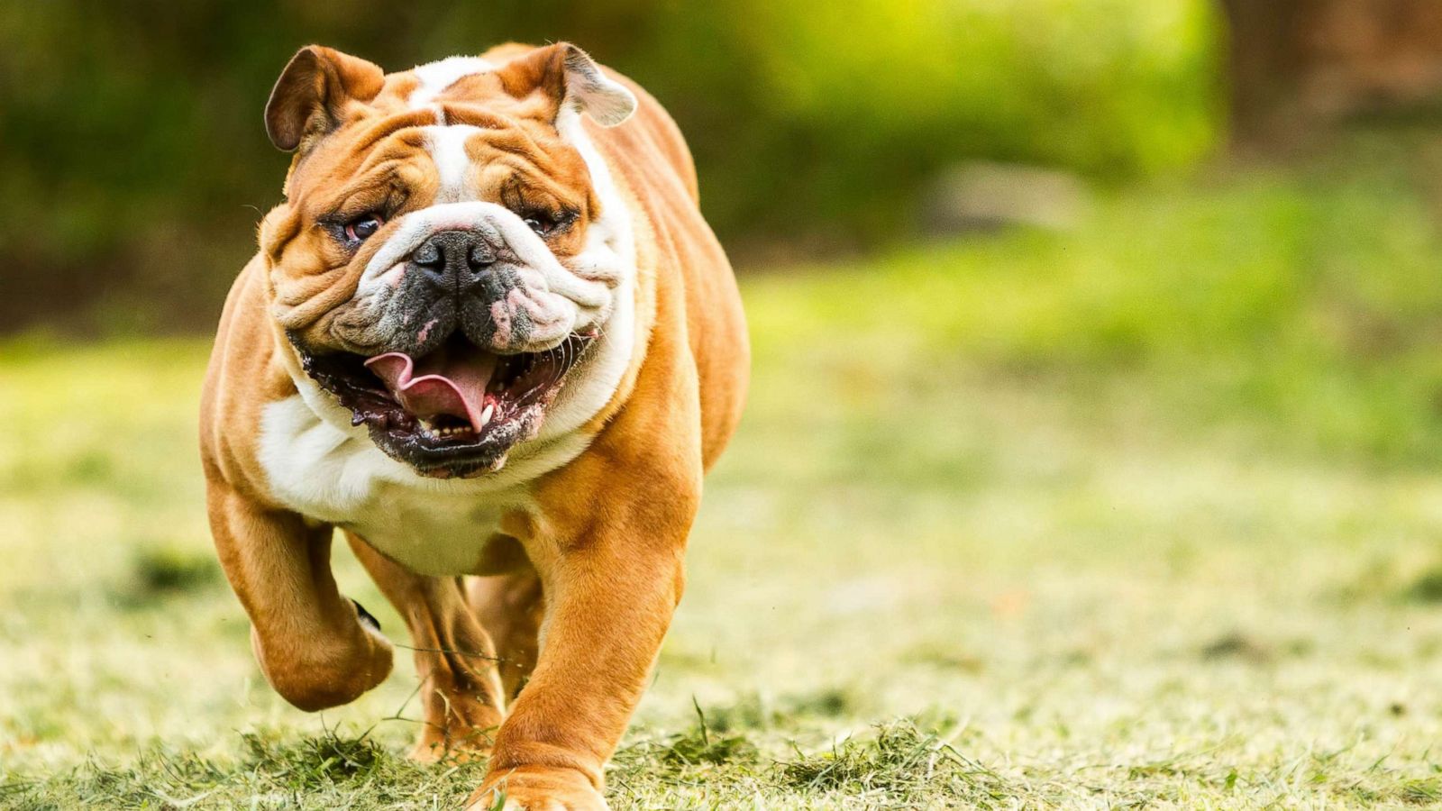 muscular english bulldogs