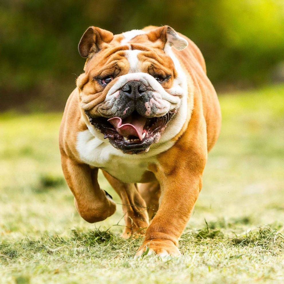 English bulldogs suffer significant health issues from breeding practices,  study warns - ABC News