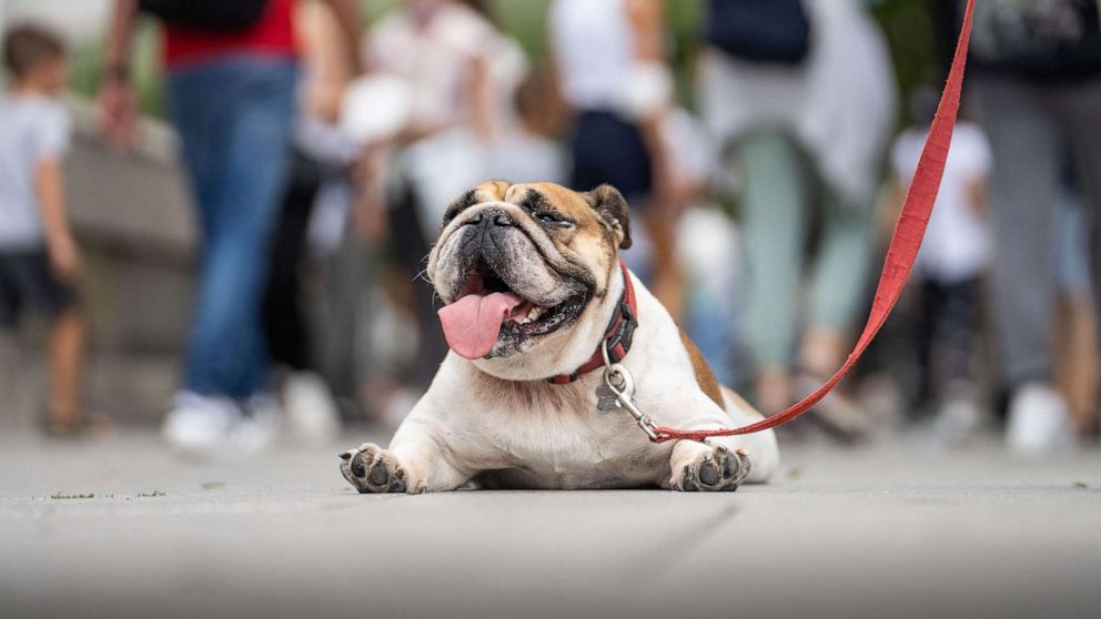 PHOTO: Maya, an English Bulldog, lays on her belly and pants on the pavement of the Zeil in downtown Frankfurt, Aug. 11, 2021. 