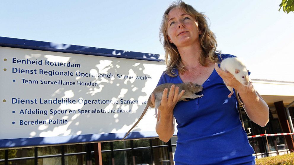 Trainer Monique Hamerslag holds two sewer rats in Rotterdam, The Netherlands, Sept. 5, 2013.