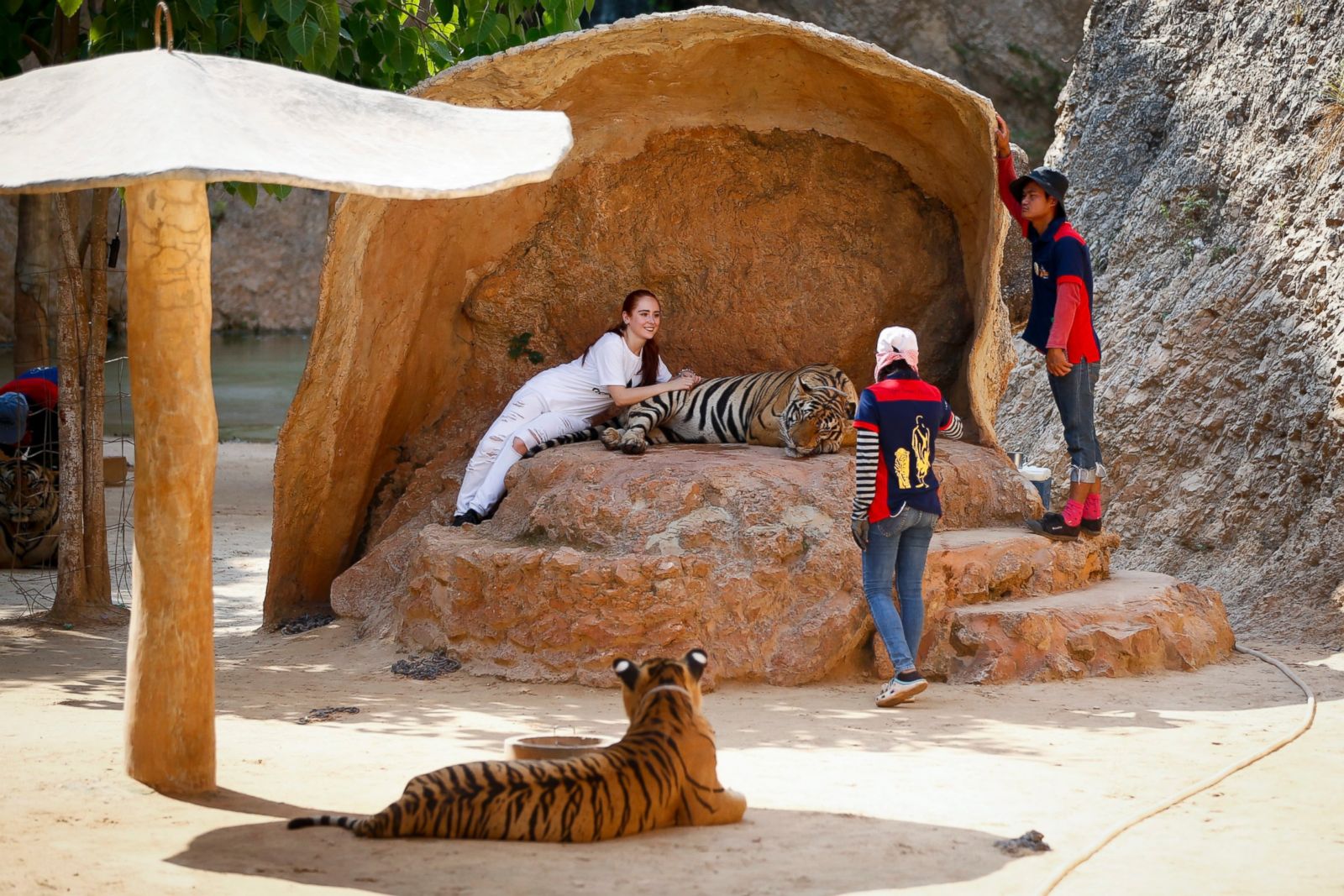 Thailand S Tiger Temple Photos Abc News