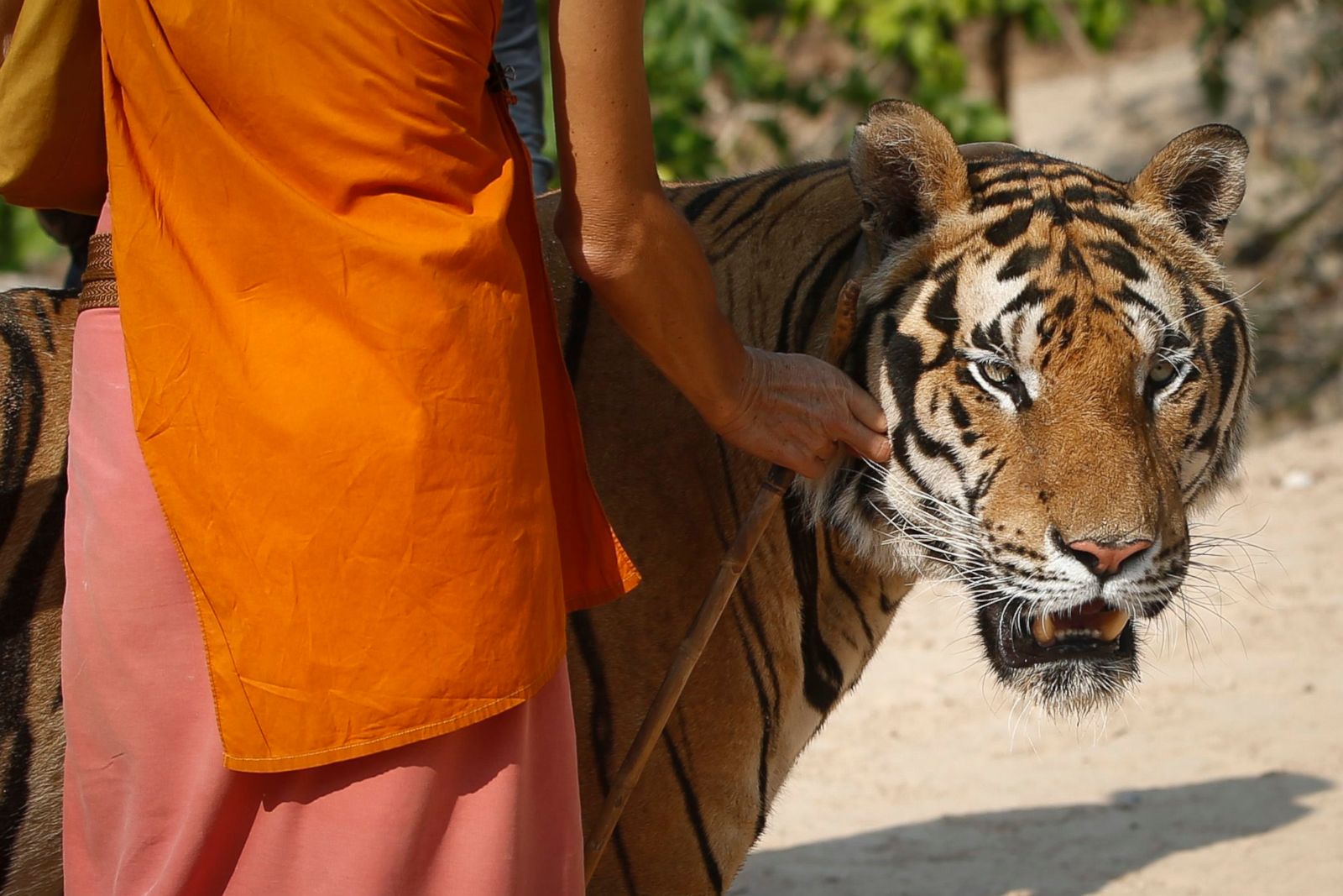 tiger temple visit