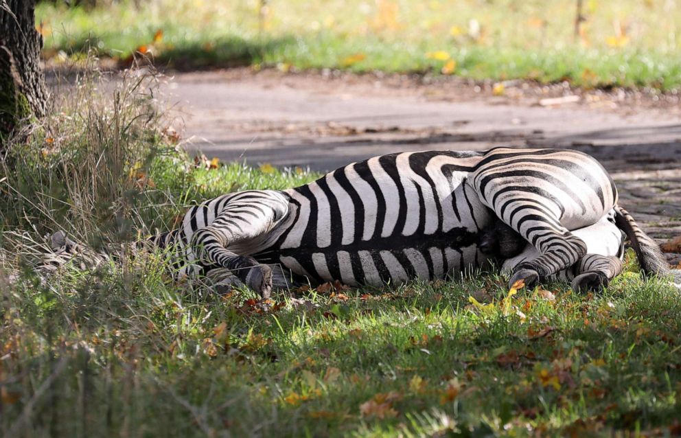 PHOTO: A zebra lies dead by the roadside after it was shot near Liepen, northeastern Germany, Oct. 2, 2019. The animal had broken out of a nearby circus with a fellow zebra and had caused an accident on the A20 motorway.