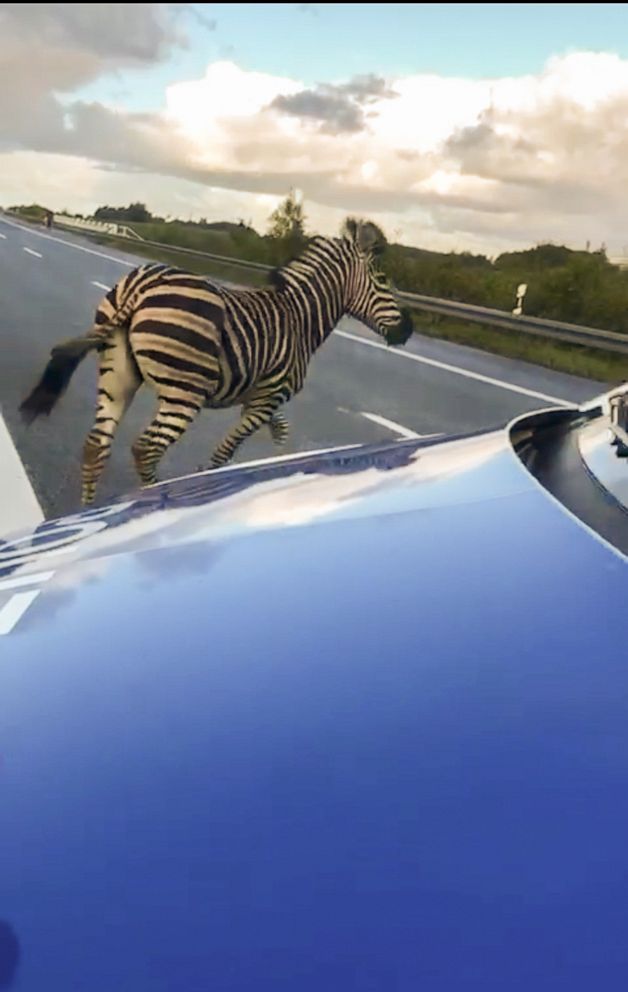 PHOTO: A zebra walks next to a police car on the A20 motorway near the village of Tessin, northeastern Germany, Oct. 2, 2019.