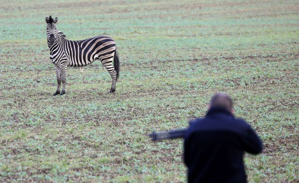 PHOTO: A runaway zebra stands on a field while a man with a stun gun tries to approach the animal in Thelkow, northeastern Germany, Oct.2, 2019.