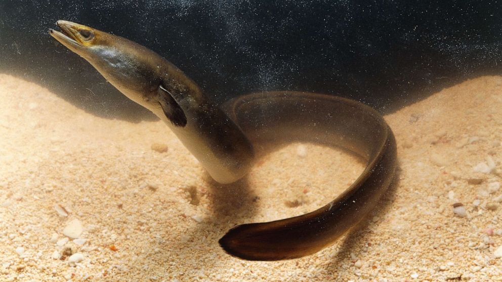 PHOTO: A European Eel is pictured on May 12, 2004.