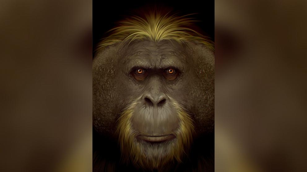 Най-голямата маймуна, живяла някога, е изчезнала поради изменението на климата, установи проучване
