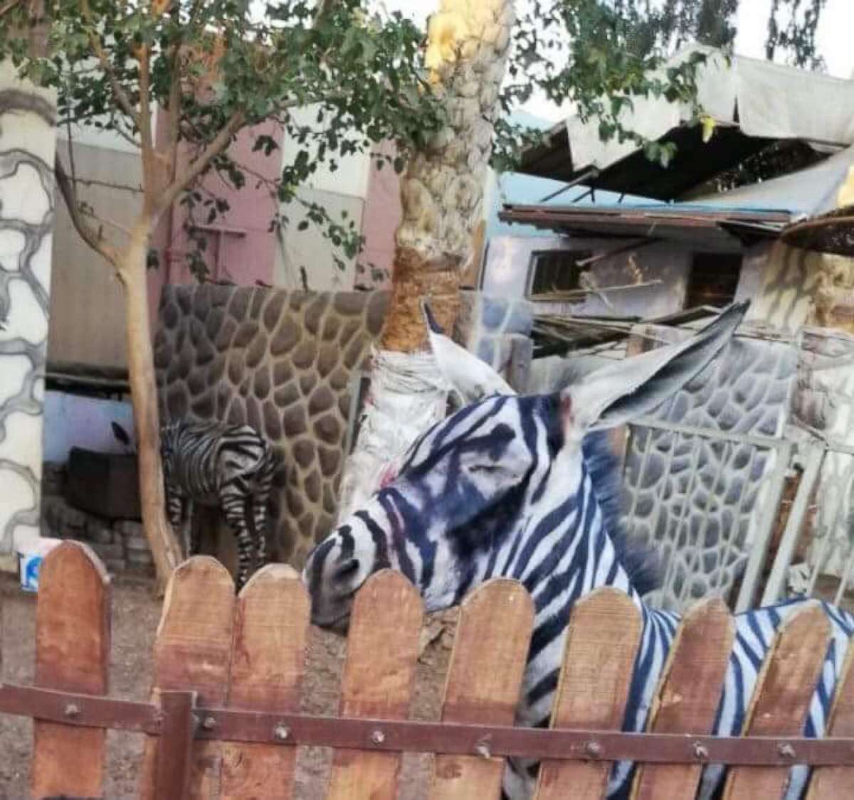 PHOTO: Zoo visitor Mahmoud Sarhan spotted what he said was a donkey painted to look like a zebra at International Garden public park in Cairo.