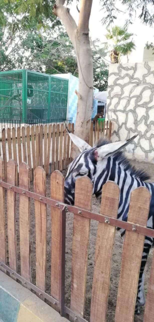 PHOTO: Zoo visitor Mahmoud Sarhan spotted what he said was a donkey painted to look like a zebra at Cairo's International Garden public park.