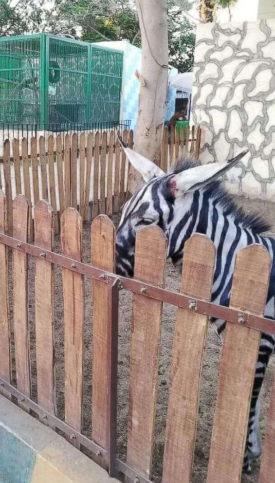 PHOTO: Zoo visitor Mahmoud Sarhan spotted what he said was a donkey painted to    look like a zebra at Cairos International Garden public park.