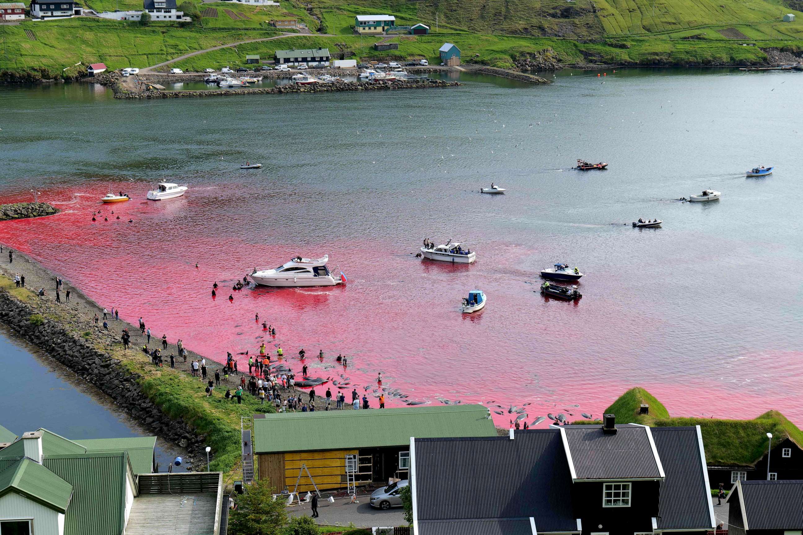 PHOTO: People hunt dolphins in Leynar on June 14, 2023.