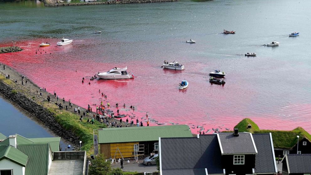 PHOTO: People hunt dolphins in Leynar on June 14, 2023.