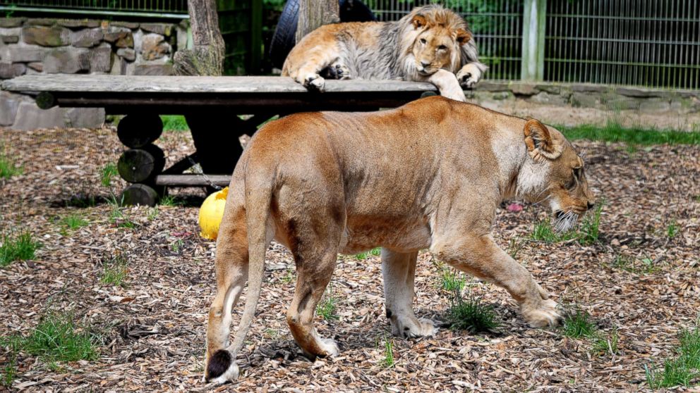 In this file photo animals are seen in an enclosure at Eifel zoo in Luenebach, Germany, June 28, 2016.