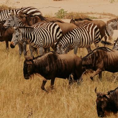 The study’s findings revealed declines in “every indicator that tracks the state of nature on a global scale."