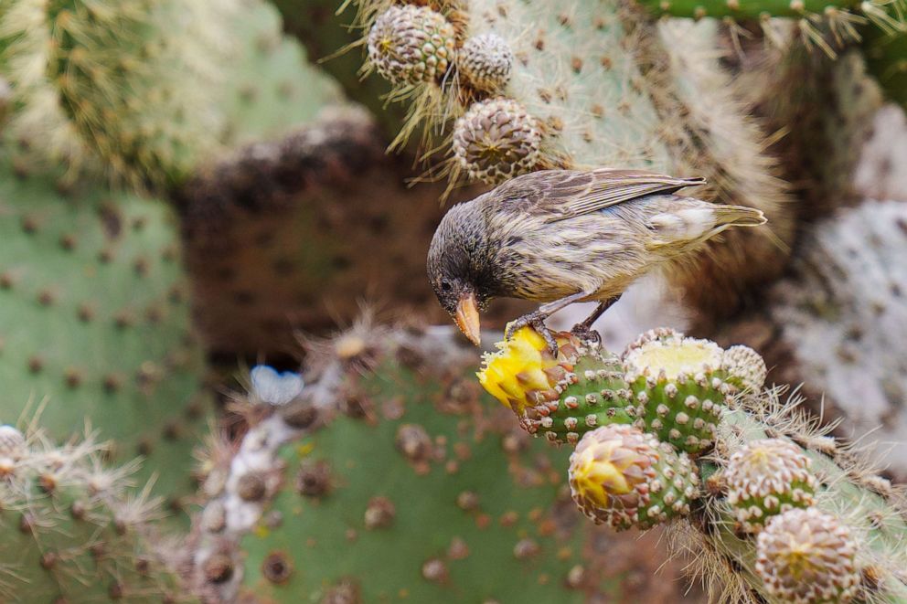 Previously extinct bird, gecko populations from the Galapagos Islands have reappeared