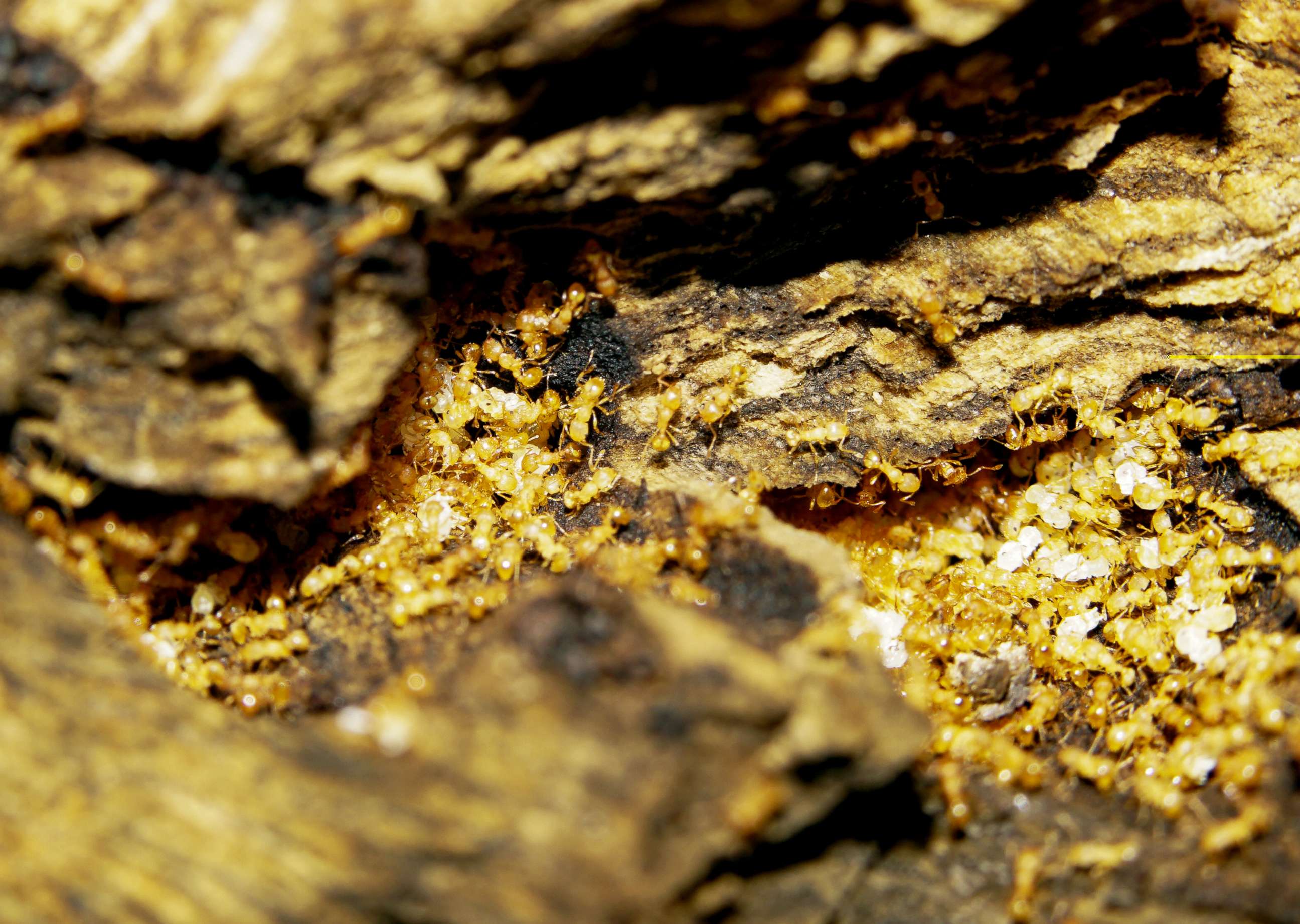 PHOTO: A fragment of a Wasmannia auropunctata fire ant colony nests within dead wood in an undated photo.