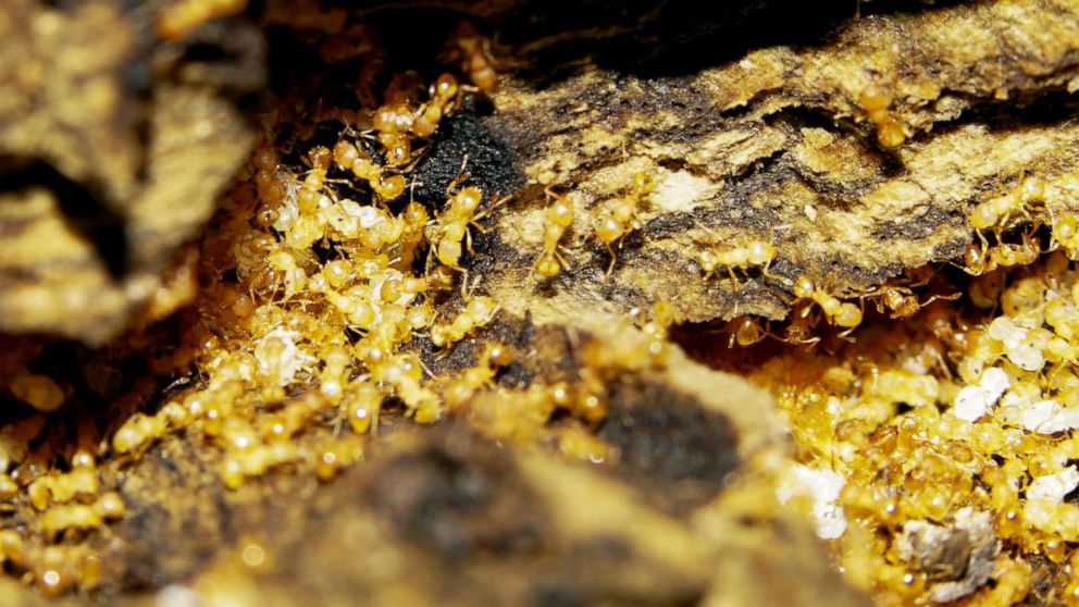PHOTO: A fragment of a Wasmannia auropunctata fire ant colony nests within dead wood in an undated photo.