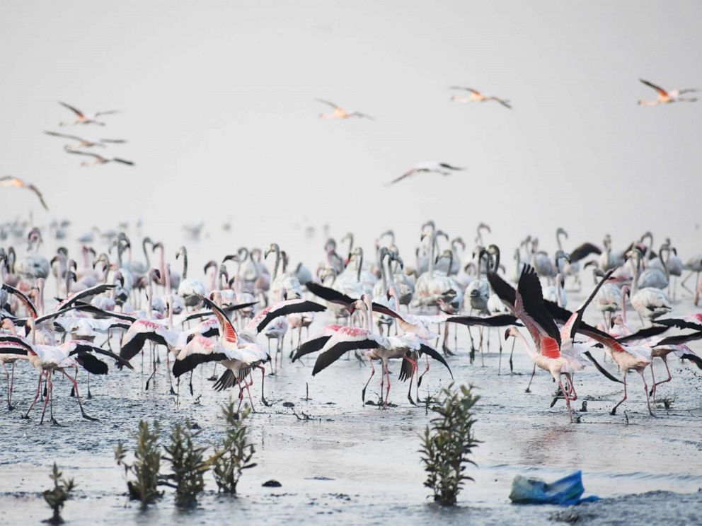 PHOTO: People visit Flamingo Sanctuary In Thane, on the occasion of wetlands day on Feb. 2, 2019, in Mumbai, India.