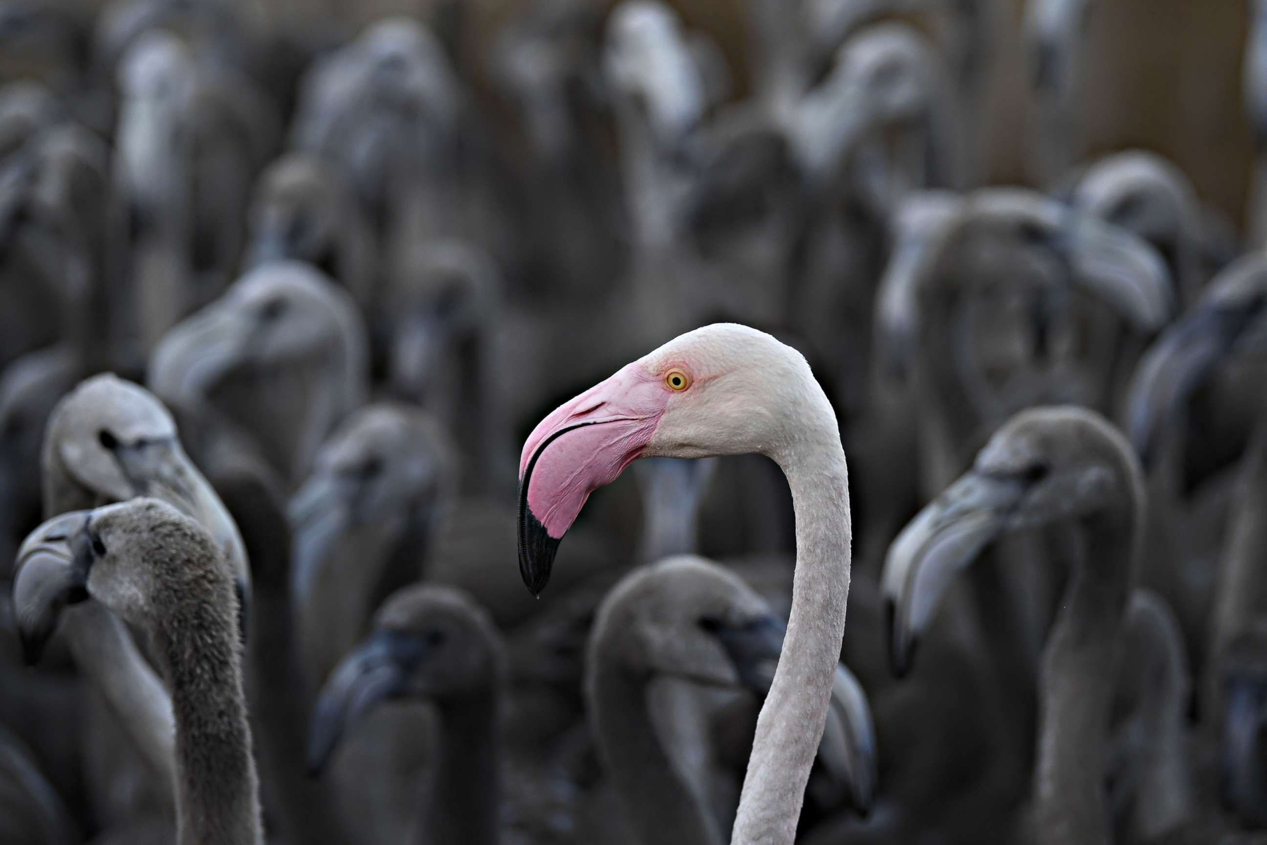 PHOTO: The number of pink flamingos may be the highest since experts began keeping records 45 years ago, said Thierry Marmol, guardian of the lands. France's two months of strict confinement may well be the reason.