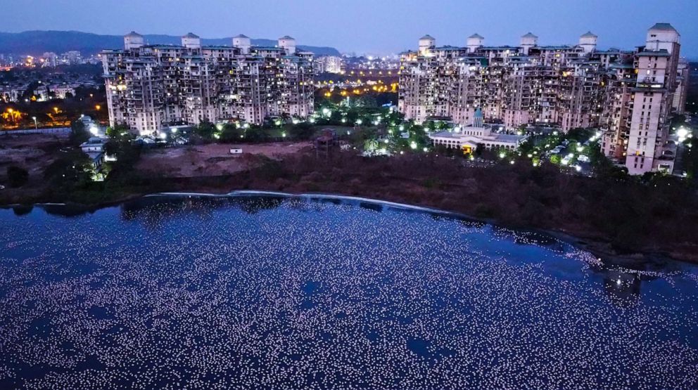 PHOTO: Flamingos are seen in huge numbers in Talawe wetland during India's nationwide lockdown, April 18, 2020, in Mumbai.