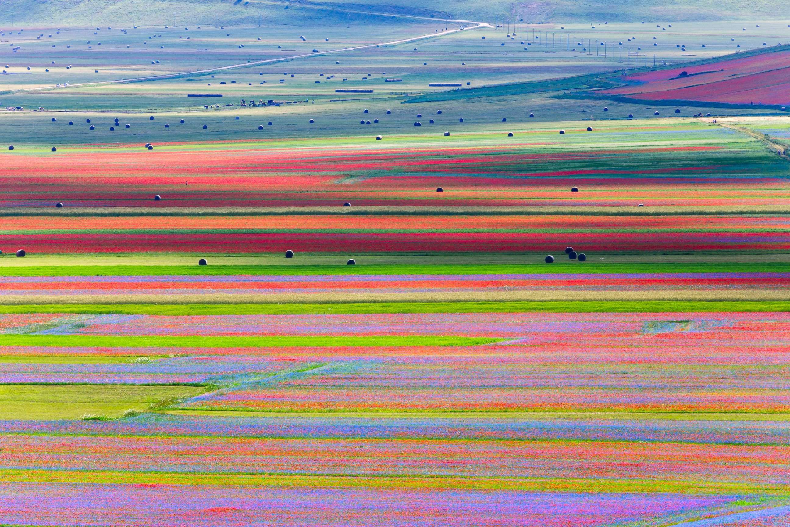 Color field. Поля Кастеллуччо. Умбрия Италия.