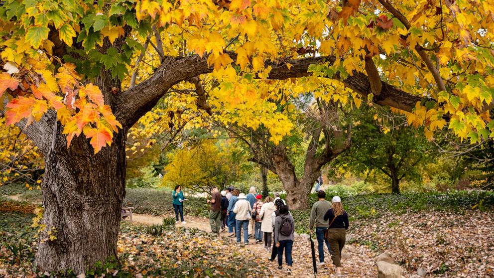 PHOTO: Visitors view the change in fall foliage at the Los Angeles Arboretum, November 29, 2024, in Los Angeles.