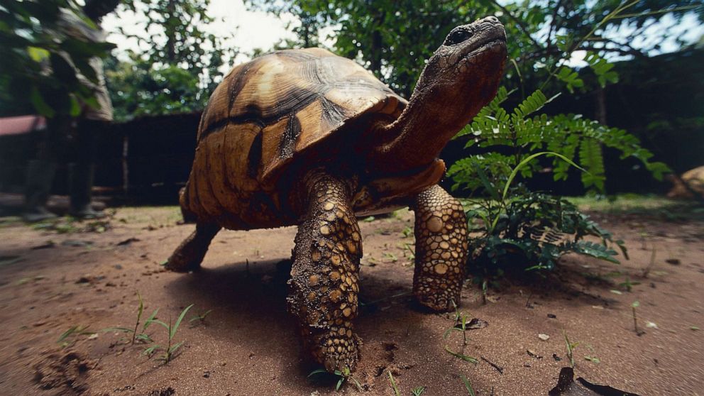 PHOTO: A Plowshare Angonoka tortoise in the forest of Madagascar, May 8, 2007.