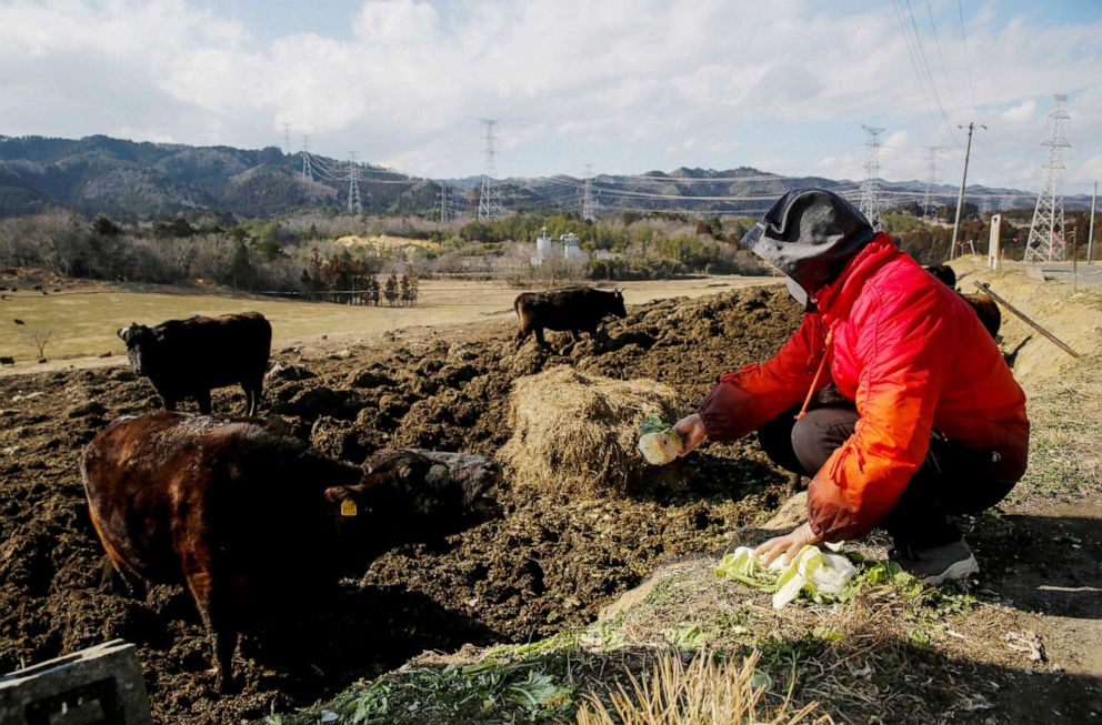 PHOTO: Hisae Unuma feeds vegetables to a bullock at the Ranch of Hope, a cattle farm owned by Masami Yoshizawa in Namie, Fukushima Prefecture, Japan, Feb. 23, 2021.