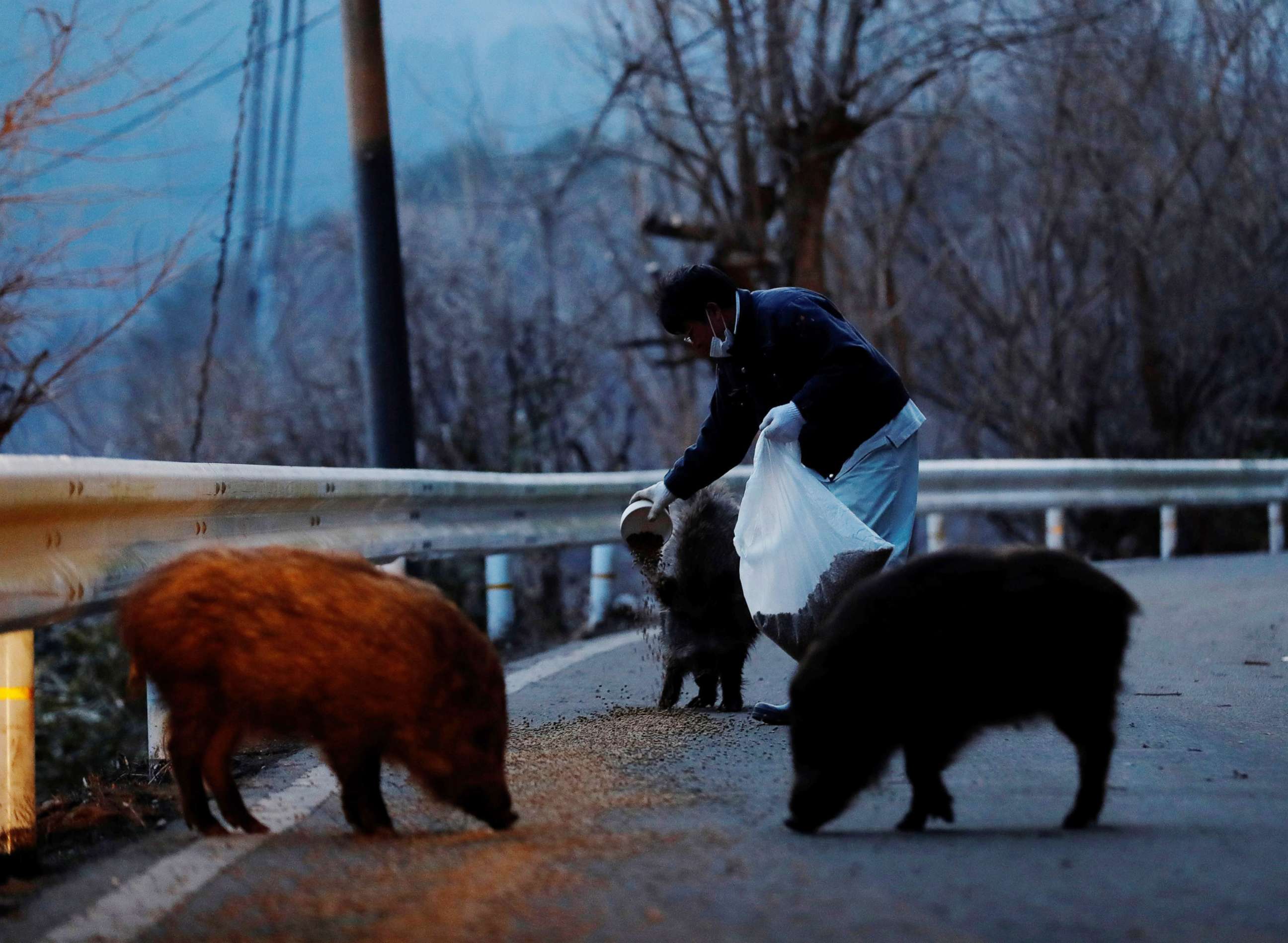 PHOTO: Sakae Kato feeds wild boars in front of his home, in a restricted zone in Namie, Fukushima Prefecture, Japan, Feb. 20, 2021.
