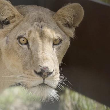 The lions have been transferred to their new home at the LionsRock Big Cat Sanctuary in Bethlehem, South Africa. 