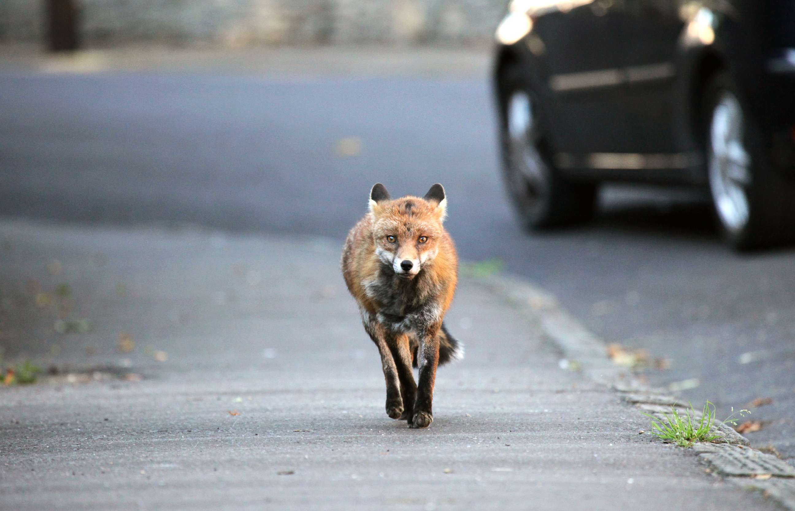 PHOTO: In this undated stock photo shows an urban fox running down a street.