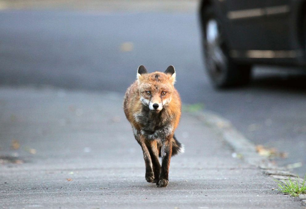 PHOTO: In this undated stock photo shows an urban fox running down a street.