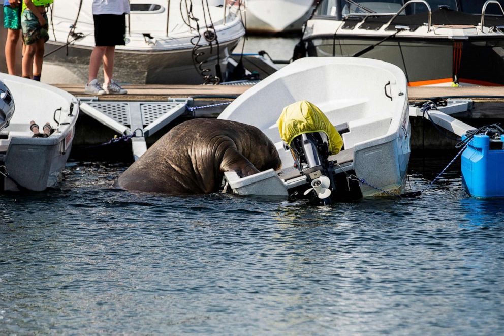 PHOTO: Freya the walrus climbs onto a boat in Frognerkilen in Oslo Fjord, Norway, July 20, 2022.