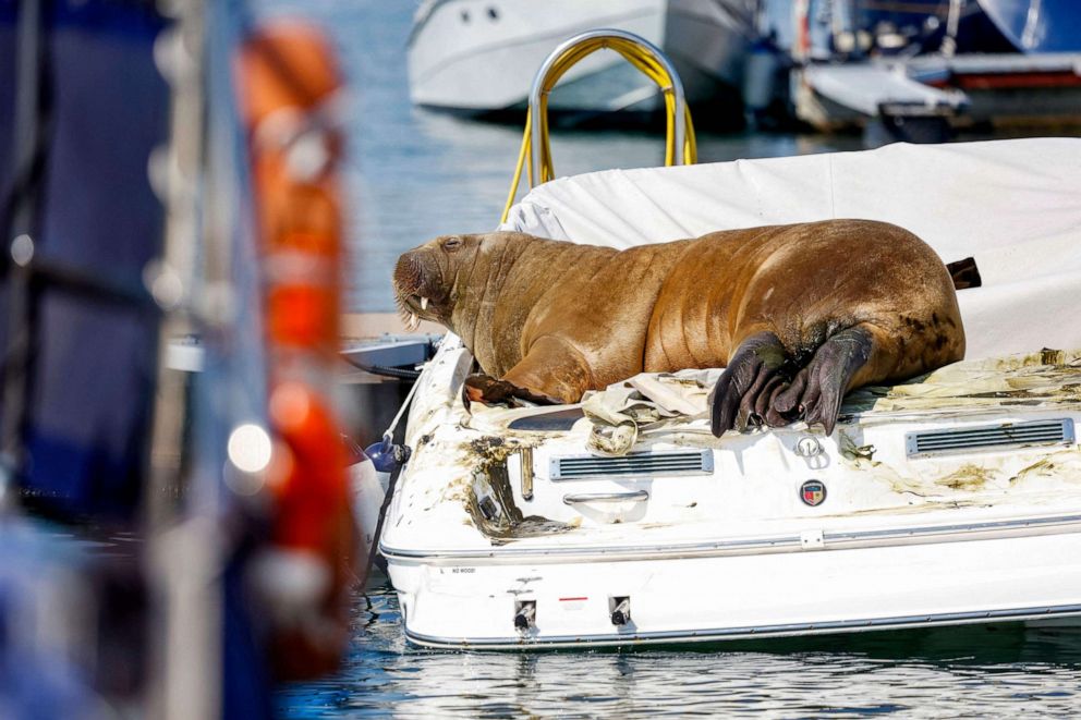 PHOTO: Freya the walrus rests on a boat in Frognerkilen, Oslo Fjord, Norway, July 19, 2022.
