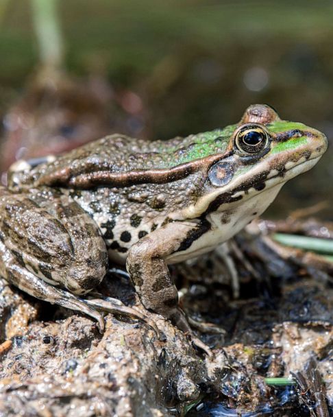 Female frogs fake death to evade unwanted male attention, study