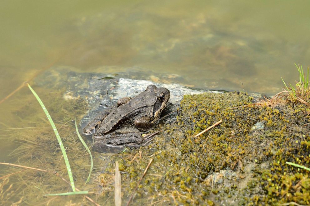 Female frogs appear to fake death to avoid unwanted advances