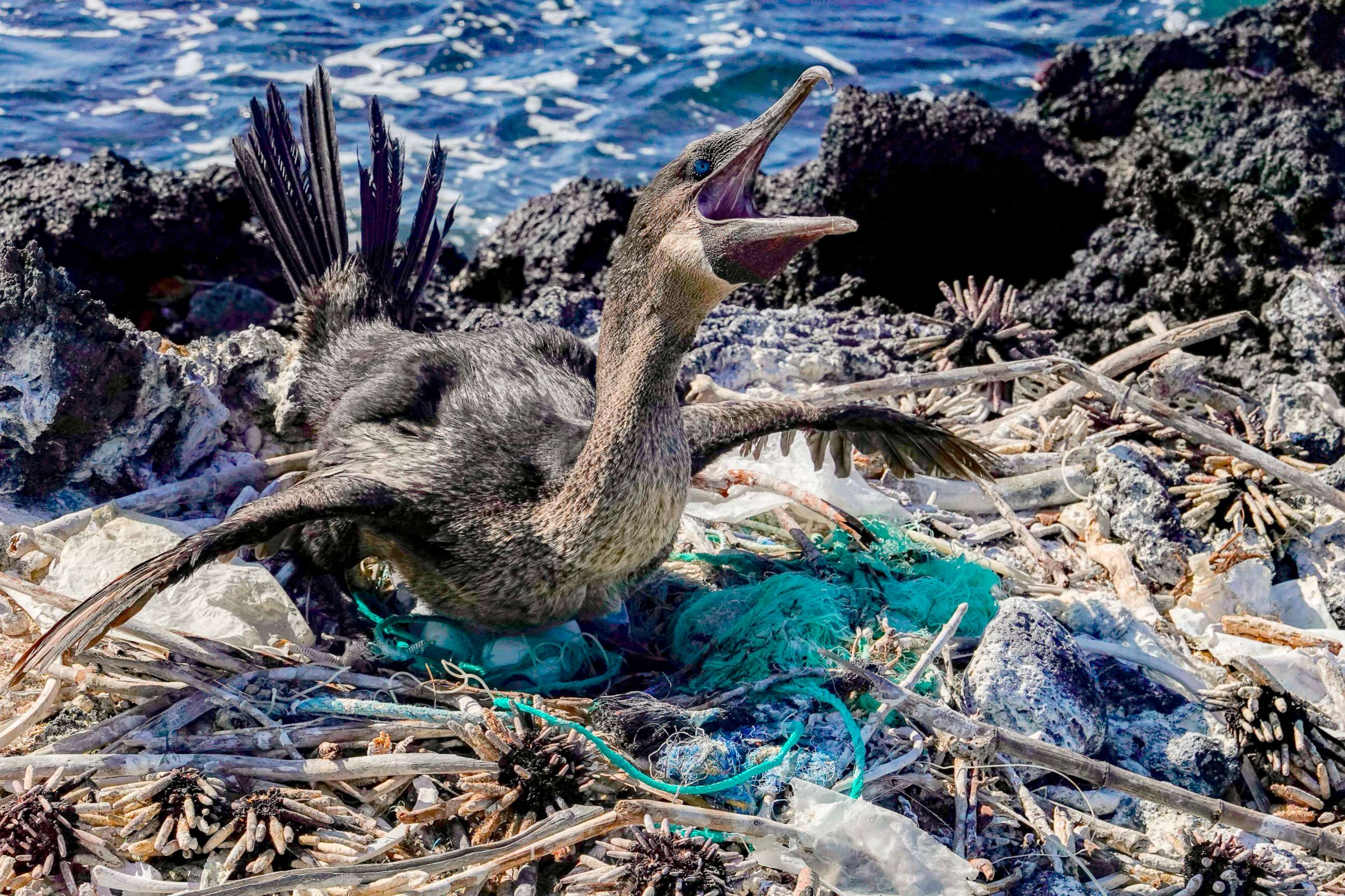 PHOTO: A flightless cormorant sits on her nest surrounded by garbage on the shore of Isabela Island in the Galapagos Archipelago in the Pacific Ocean, Feb. 21, 2019.