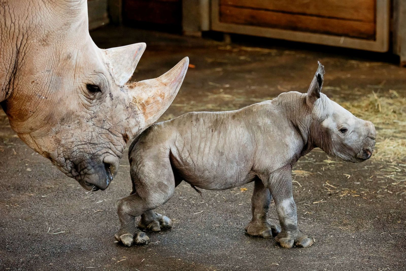 Rhino stands with its newborn cub in German zoo