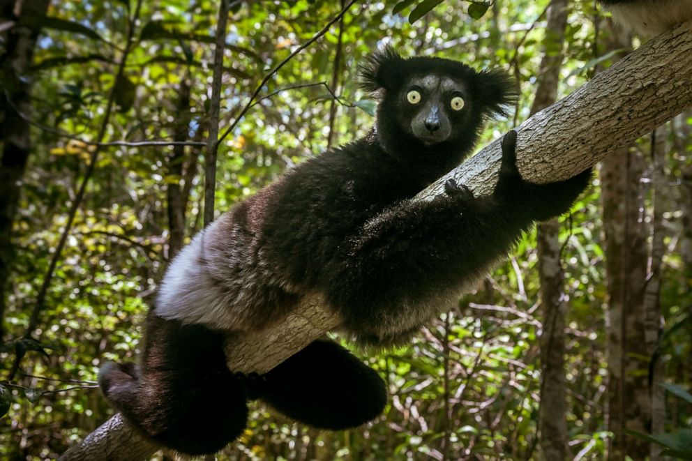 PHOTO: Indri indri, also called the babakoto, is the largest lemur of Madagascar.