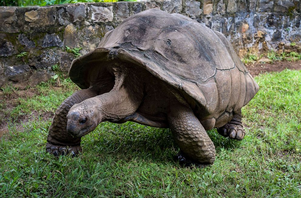 PHOTO: A giant tortoise is seen in Madagascar.