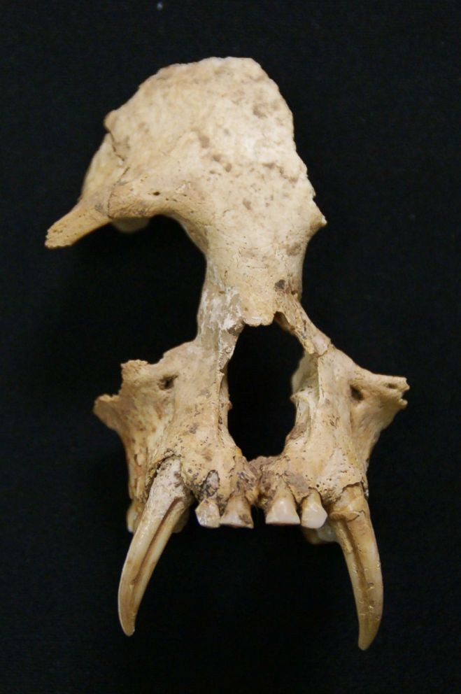 PHOTO: An undated handout photo made available by the Zoological Society of London (ZSL) on June 22, 2018, shows a partial Junzi gibbon genus skull.
