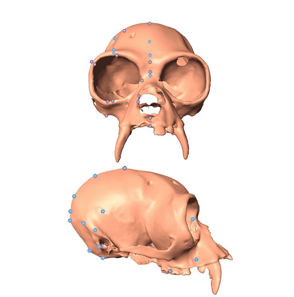 PHOTO: This undated handout photo made available on June 22, 2018, by the Zoological Society of London (ZSL) shows a computer reconstruction of a Junzi gibbon genus cranium.