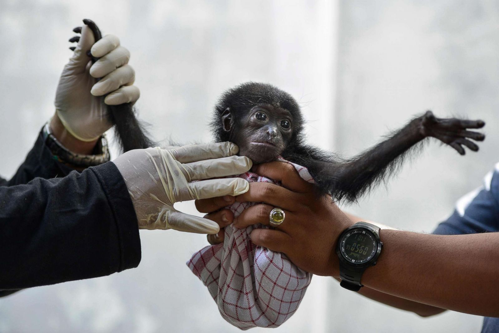 Baby gibbon gets a check up