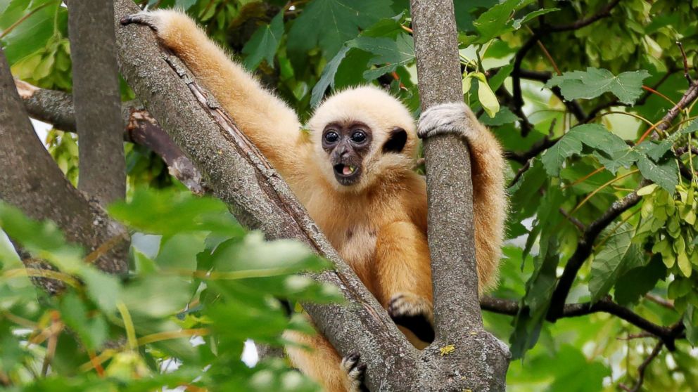 A white-handed gibbon cub is seen in his enclosure in Schoenbrunn Zoo in Vienna, on June 7, 2018.