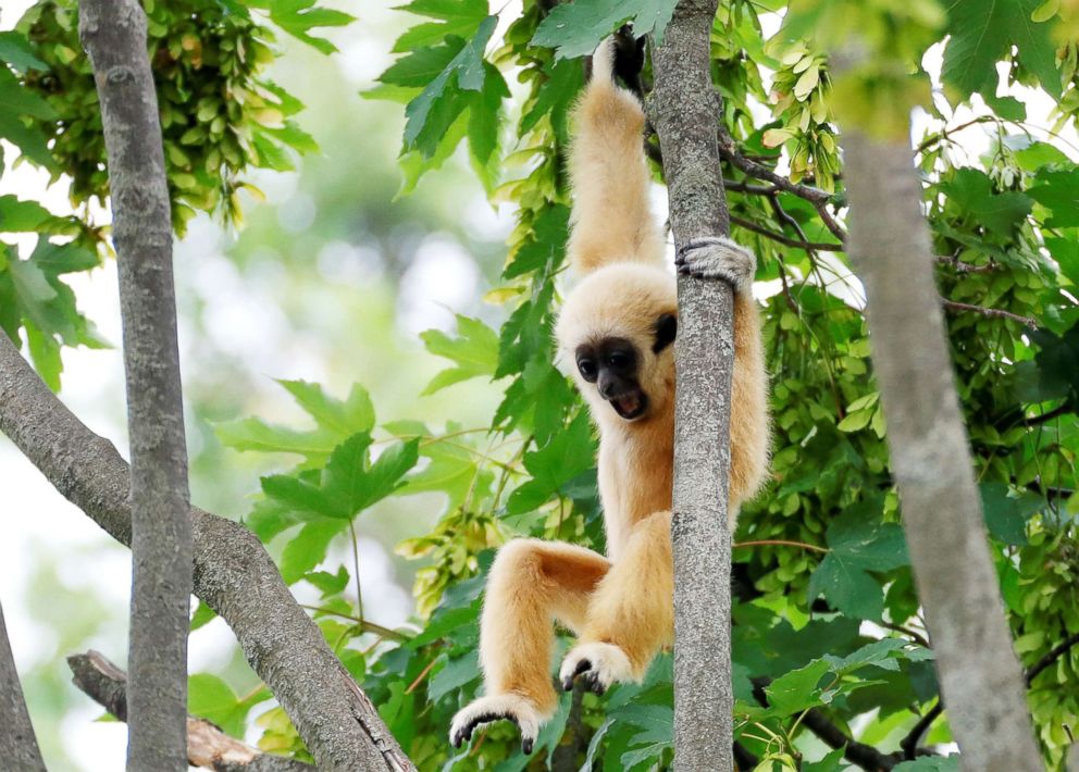 PHOTO: A white-handed gibbon cub is pictured in his enclosure in Schoenbrunn Zoo in Vienna, Austria, June 7, 2018.