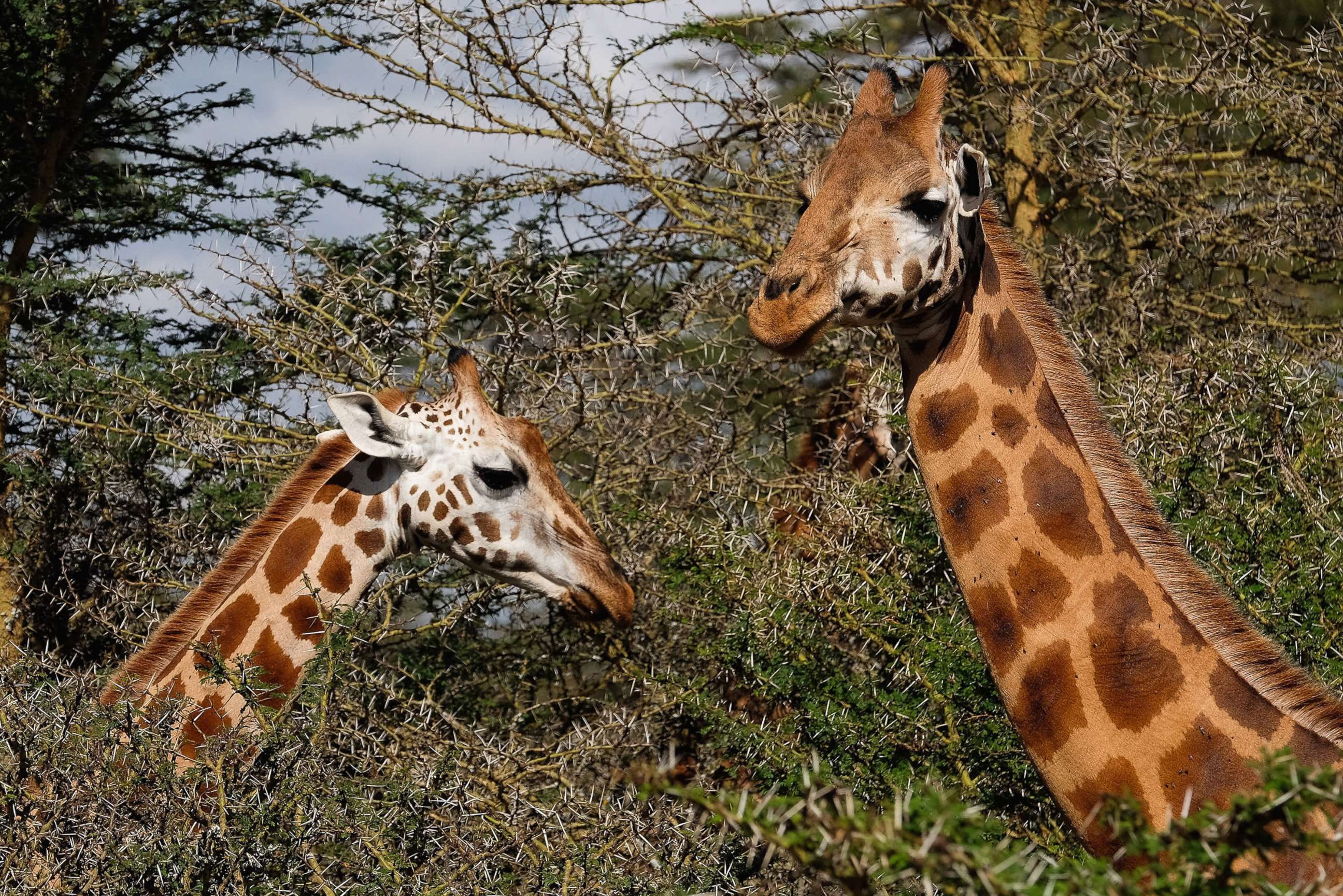 PHOTO: In this Feb. 27, 2016 file photo Rothschild Giraffes feed on bushes inside the Lake Nakuru National Park on  in Nakuru, Kenya.